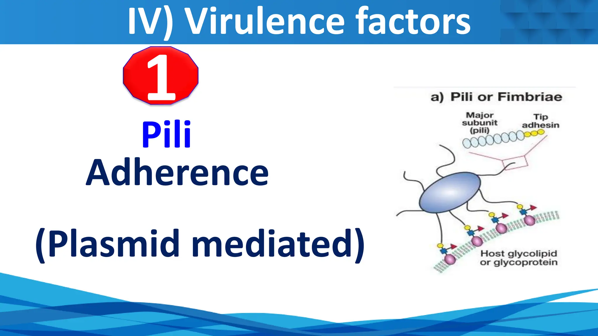 IV) Virulence factors
Pili
Adherence
(Plasmid mediated)
1
 