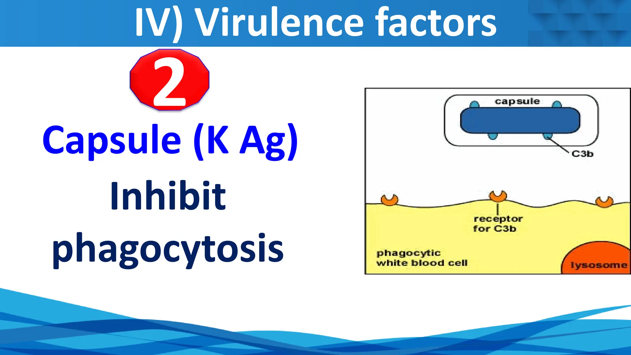 IV) Virulence factors
Capsule (K Ag)
Inhibit
phagocytosis
2
 