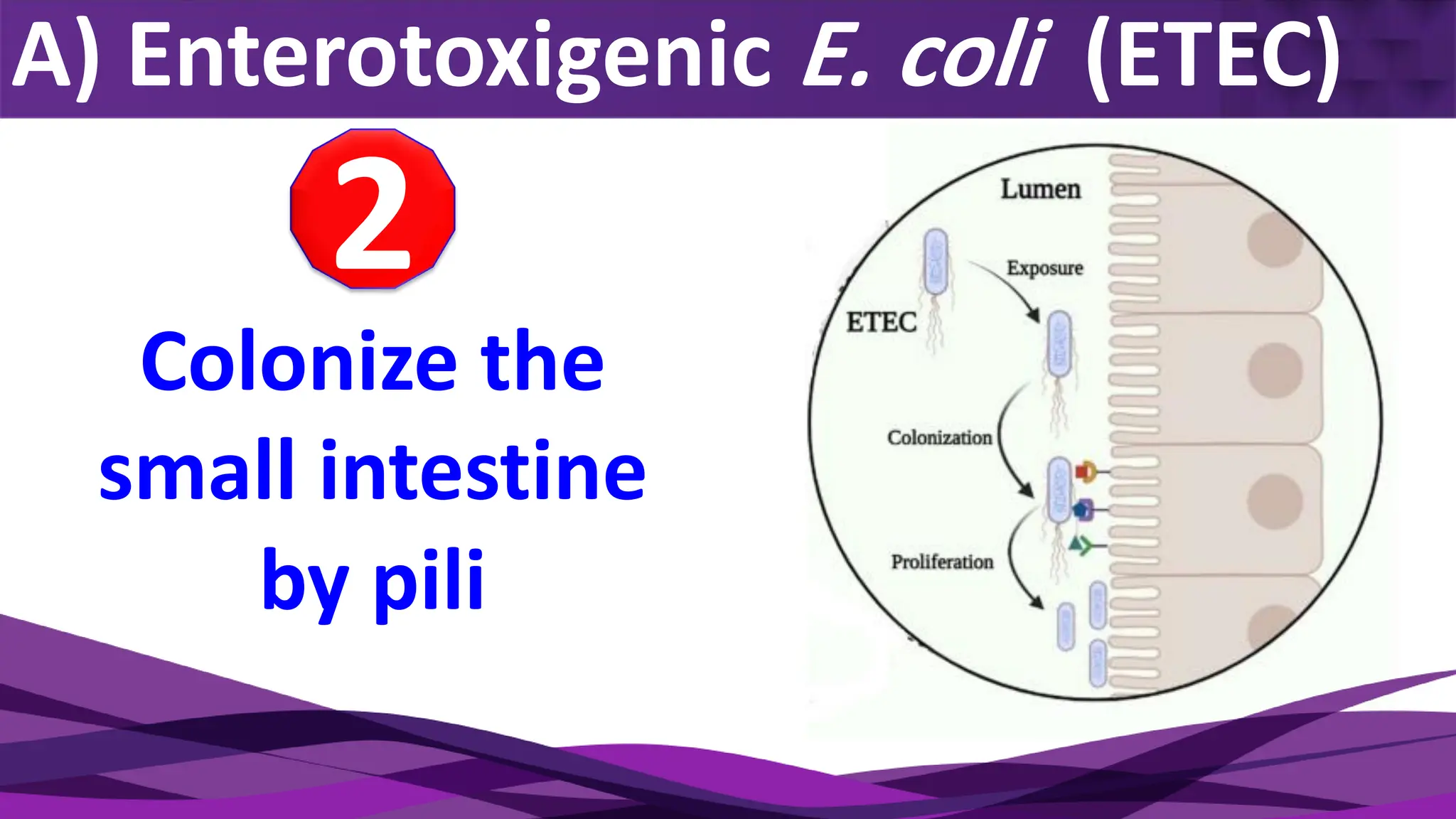 A) Enterotoxigenic E. coli (ETEC)
Colonize the
small intestine
by pili
2
 