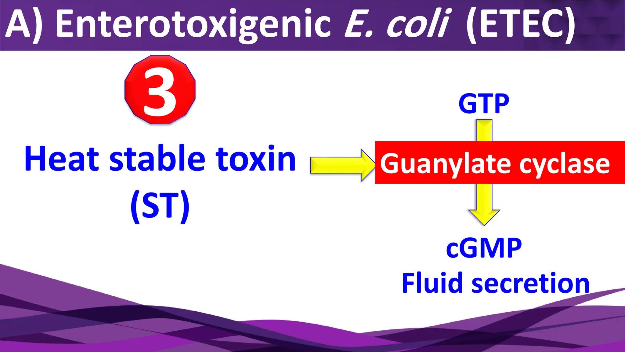 A) Enterotoxigenic E. coli (ETEC)
Heat stable toxin
(ST)
3
Fluid secretion
GTP
cGMP
Guanylate cyclase
 