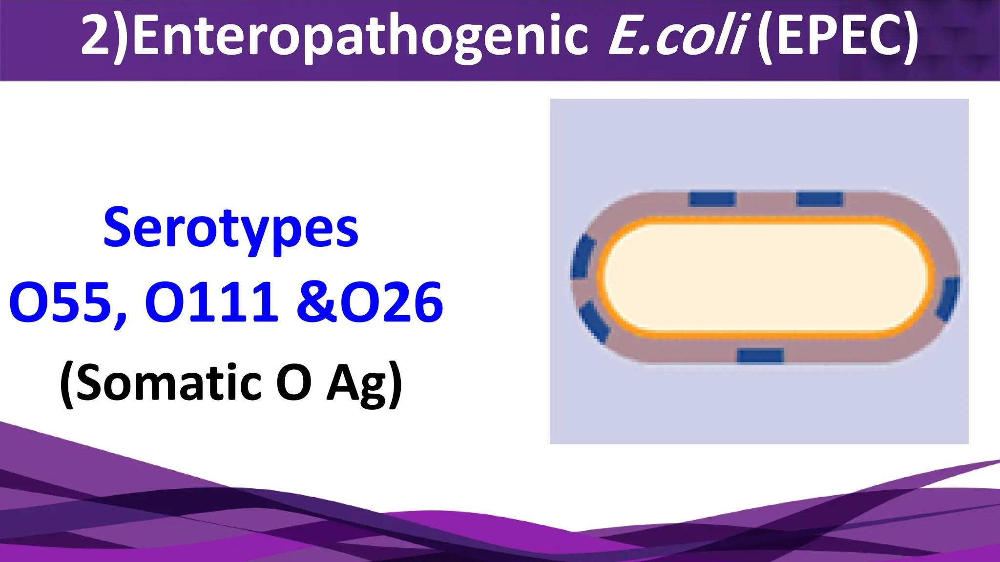 2)Enteropathogenic E.coli (EPEC)
Serotypes
O55, O111 &O26
(Somatic O Ag)
 