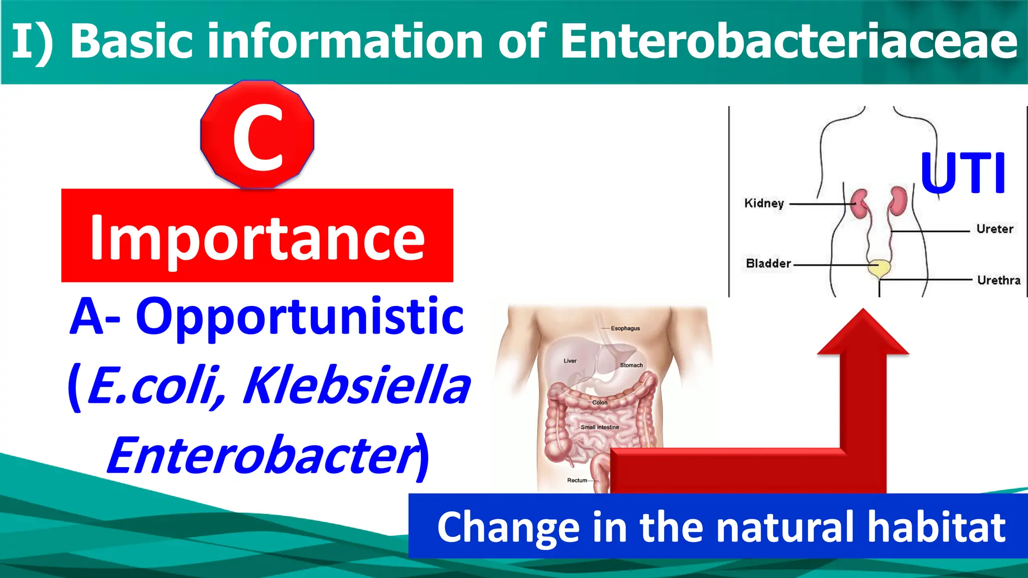 A- Opportunistic
(E.coli, Klebsiella
Enterobacter)
I) Basic information of Enterobacteriaceae
Importance
UTI
Change in the natural habitat
C
 