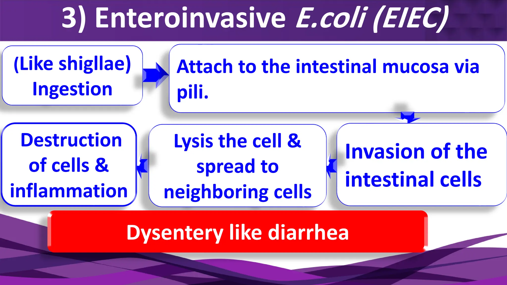 3) Enteroinvasive E.coli (EIEC)
(Like shigllae)
Ingestion
Attach to the intestinal mucosa via
pili.
Invasion of the
intestinal cells
Lysis the cell &
spread to
neighboring cells
Destruction
of cells &
inflammation
Dysentery like diarrhea
 