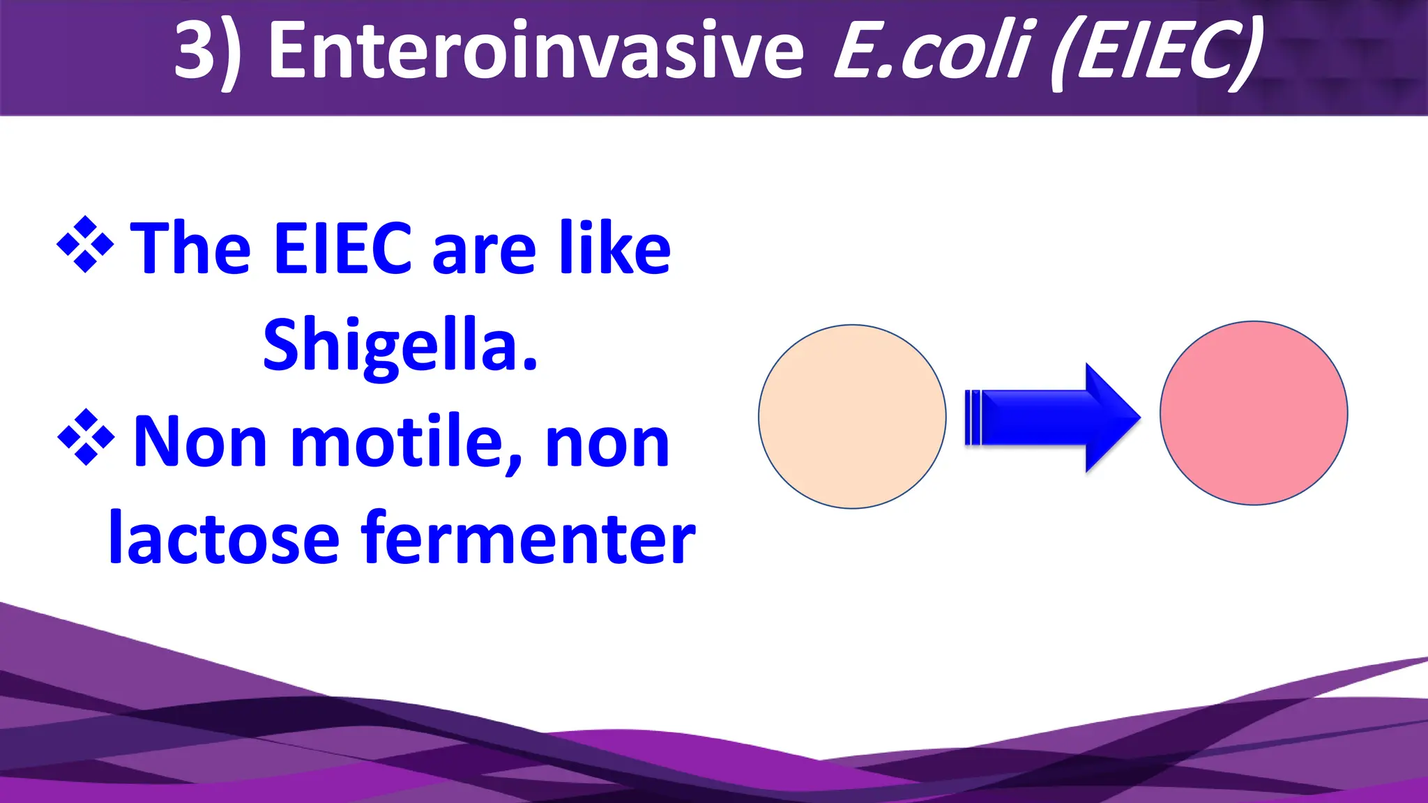 3) Enteroinvasive E.coli (EIEC)
❖The EIEC are like
Shigella.
❖Non motile, non
lactose fermenter
 
