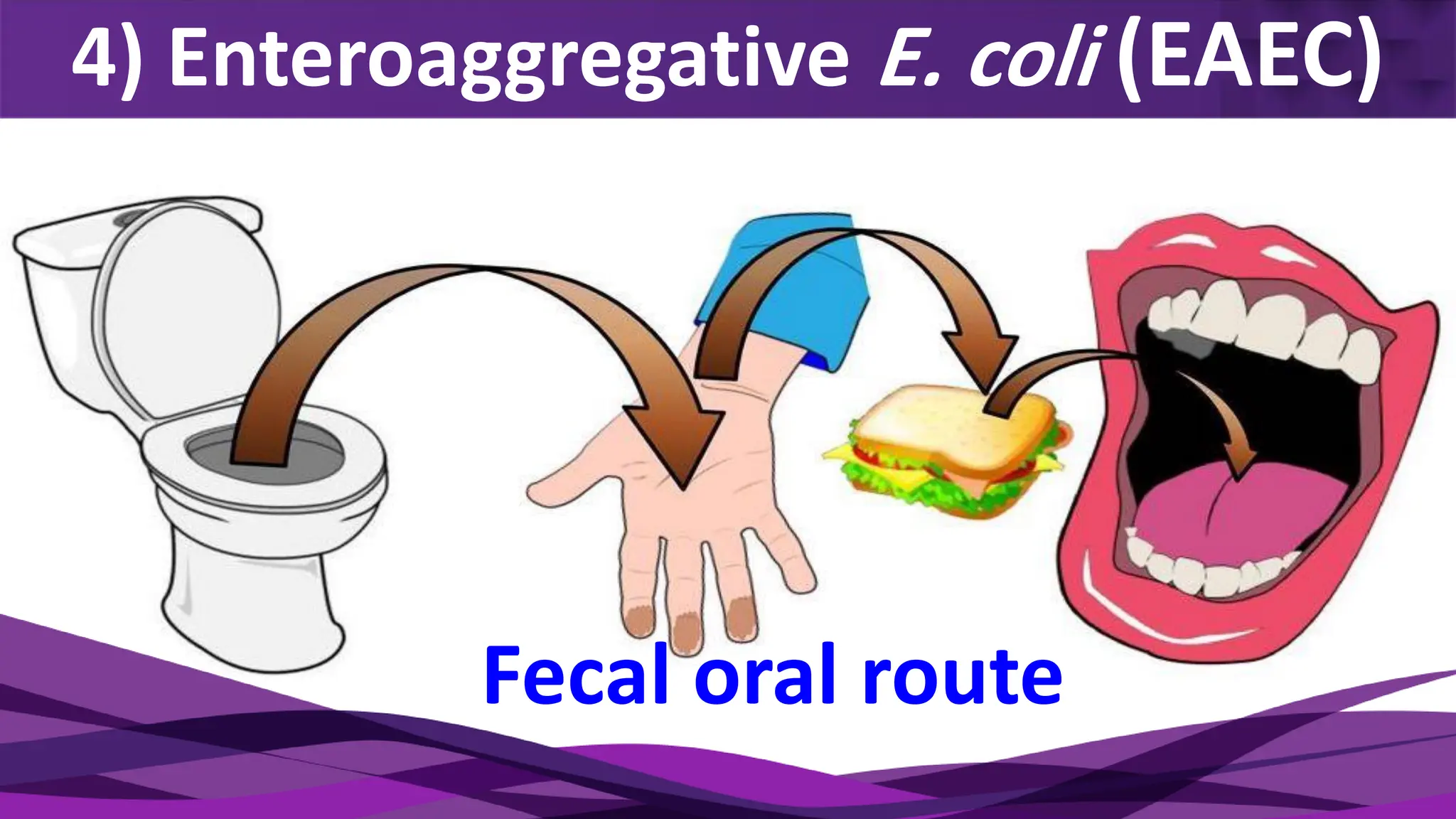 4) Enteroaggregative E. coli (EAEC)
Fecal oral route
 
