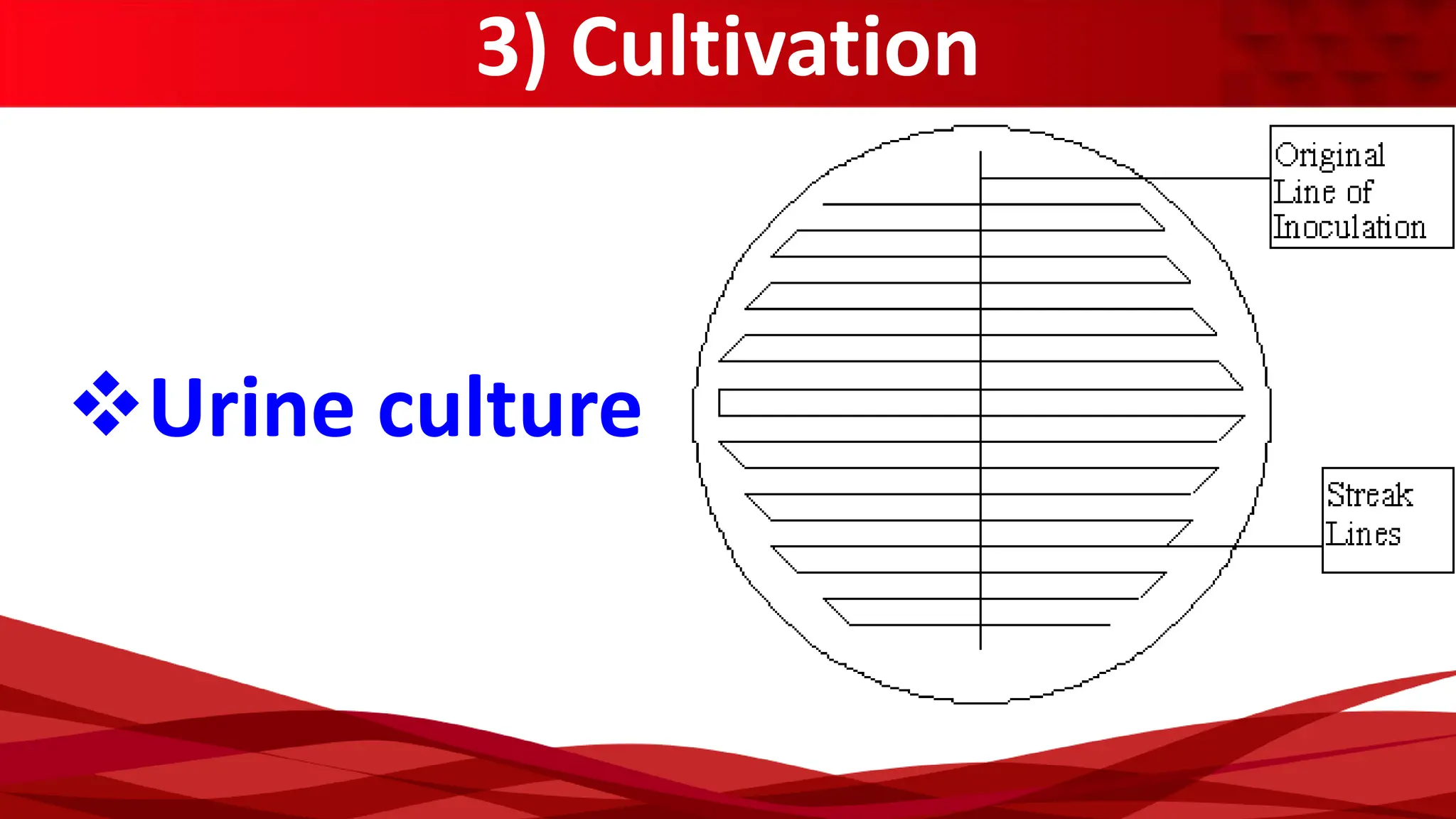 3) Cultivation
❖Urine culture
 