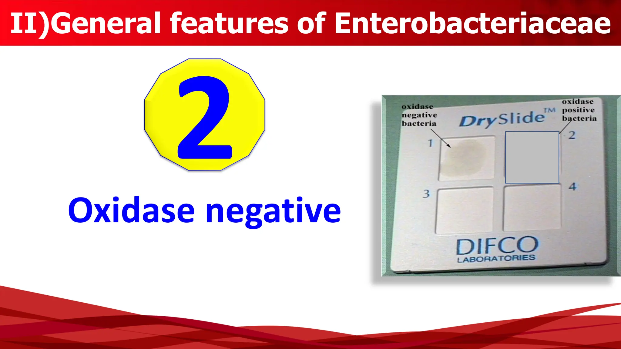 II)General features of Enterobacteriaceae
2
Oxidase negative
 