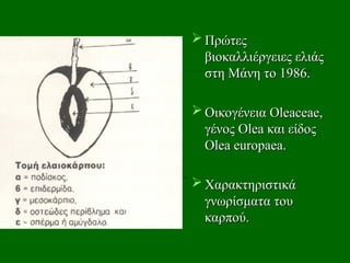  Πρώτες
Πρώτες
βιοκαλλιέργειες ελιάς
βιοκαλλιέργειες ελιάς
στη Μάνη το 1986.
στη Μάνη το 1986.
 O
Oικογένεια
ικογένεια Oleaceae
Oleaceae,
,
γένος
γένος Olea
Olea και είδος
και είδος
Olea europaea.
Olea europaea.
 Χαρακτηριστικά
Χαρακτηριστικά
γνωρίσματα του
γνωρίσματα του
καρπού.
καρπού.
 