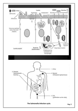 The Salmonella infection cycle. Peg .3
 