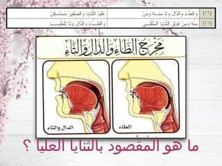‫؟‬ ‫العليا‬ ‫بالثنايا‬ ‫المقصود‬ ‫هو‬ ‫ما‬
 