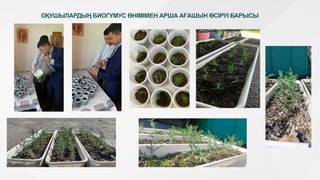 ОҚУШЫЛАРДЫҢ БИОГУМУС ӨНІМІМЕН АРША АҒАШЫН ӨСІРУІ БАРЫСЫ
 
