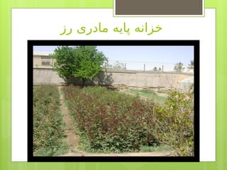 ‫رز‬ ‫مادری‬ ‫پایه‬ ‫خزانه‬
 