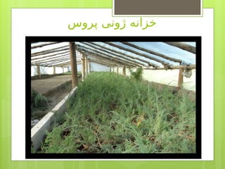 ‫پروس‬ ‫ژونی‬ ‫خزانه‬
 