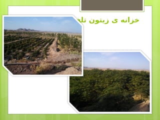 ‫تلخ‬ ‫زیتون‬ ‫ی‬ ‫خزانه‬
 