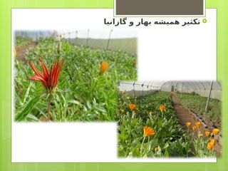 
‫گازانیا‬ ‫و‬ ‫بهار‬ ‫همیشه‬ ‫تکثیر‬
 