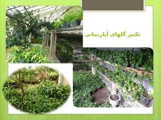 ‫آپارتمانی‬ ‫گلهای‬ ‫تکثیر‬
 