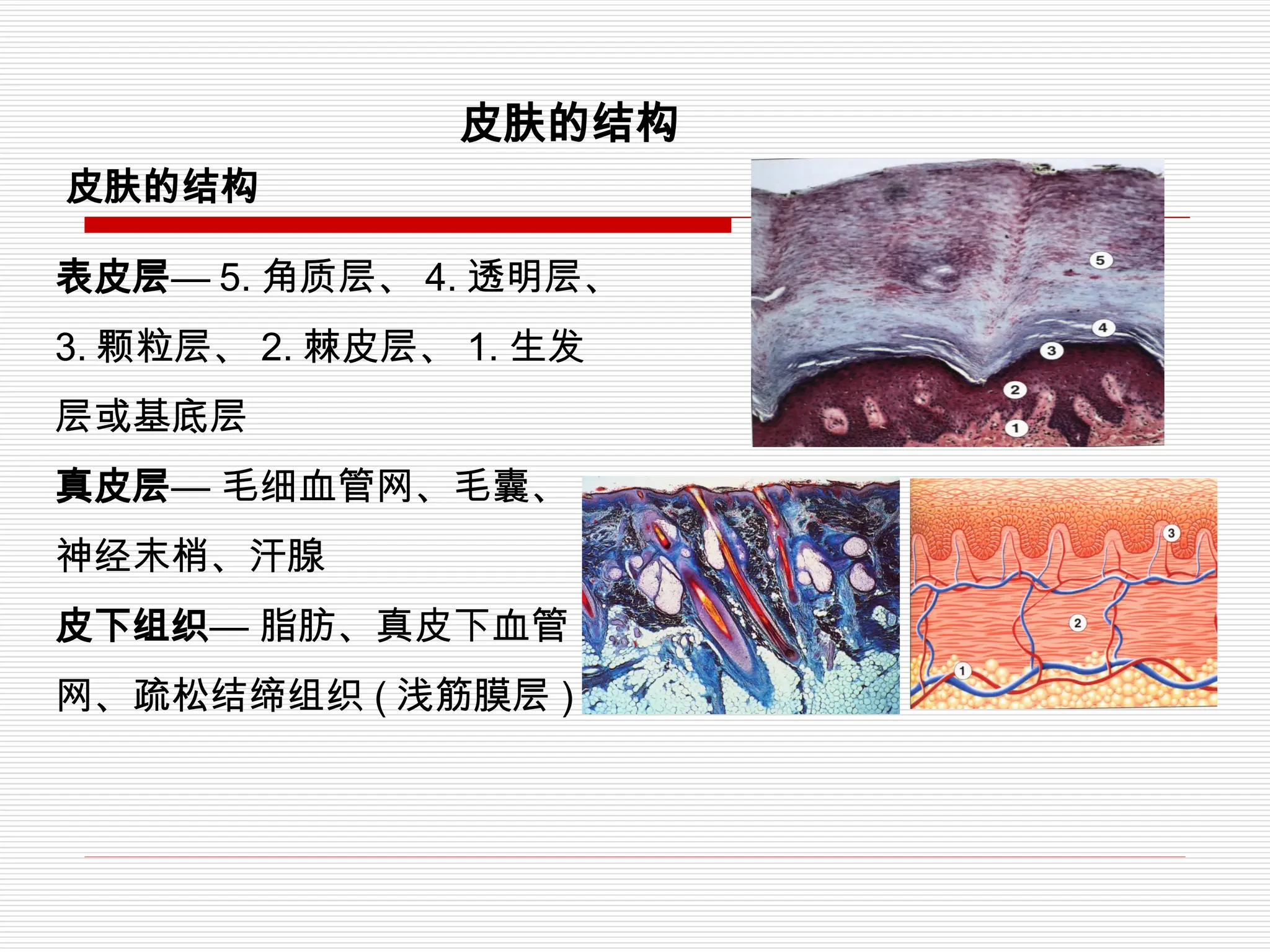 伤口和伤口敷料基础知识伤口和伤口敷料基础知识伤口和伤口敷料基础知识伤口和伤口敷料基础知识.ppt, image size:2048x1536