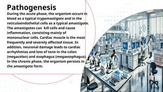 During the acute phase, the organism occurs in
blood as a typical trypomastigote and in the
reticuloendothelial cells as a typical amastigote.
The amastigotes can kill cells and cause
inflammation, consisting mainly of
mononuclear cells. Cardiac muscle is the most
frequently and severely affected tissue. In
addition, neuronal damage leads to cardiac
arrhythmias and loss of tone in the colon
(megacolon) and esophagus (megaesophagus).
In the chronic phase, the organism persists in
the amastigote form.
Pathogenesis
 