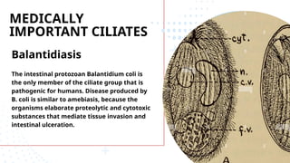 MEDICALLY
IMPORTANT CILIATES
Balantidiasis
The intestinal protozoan Balantidium coli is
the only member of the ciliate group that is
pathogenic for humans. Disease produced by
B. coli is similar to amebiasis, because the
organisms elaborate proteolytic and cytotoxic
substances that mediate tissue invasion and
intestinal ulceration.
 