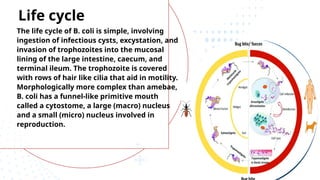 The life cycle of B. coli is simple, involving
ingestion of infectious cysts, excystation, and
invasion of trophozoites into the mucosal
lining of the large intestine, caecum, and
terminal ileum. The trophozoite is covered
with rows of hair like cilia that aid in motility.
Morphologically more complex than amebae,
B. coli has a funnel-like primitive mouth
called a cytostome, a large (macro) nucleus
and a small (micro) nucleus involved in
reproduction.
Life cycle
 