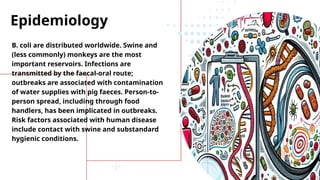 Epidemiology
B. coli are distributed worldwide. Swine and
(less commonly) monkeys are the most
important reservoirs. Infections are
transmitted by the faecal-oral route;
outbreaks are associated with contamination
of water supplies with pig faeces. Person-to-
person spread, including through food
handlers, has been implicated in outbreaks.
Risk factors associated with human disease
include contact with swine and substandard
hygienic conditions.
 