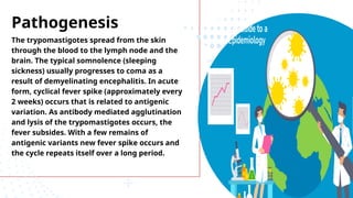 Pathogenesis
The trypomastigotes spread from the skin
through the blood to the lymph node and the
brain. The typical somnolence (sleeping
sickness) usually progresses to coma as a
result of demyelinating encephalitis. In acute
form, cyclical fever spike (approximately every
2 weeks) occurs that is related to antigenic
variation. As antibody mediated agglutination
and lysis of the trypomastigotes occurs, the
fever subsides. With a few remains of
antigenic variants new fever spike occurs and
the cycle repeats itself over a long period.
 