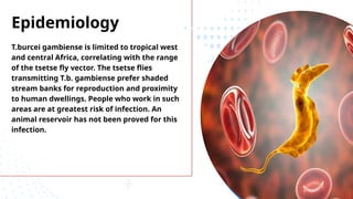 Epidemiology
T.burcei gambiense is limited to tropical west
and central Africa, correlating with the range
of the tsetse fly vector. The tsetse flies
transmitting T.b. gambiense prefer shaded
stream banks for reproduction and proximity
to human dwellings. People who work in such
areas are at greatest risk of infection. An
animal reservoir has not been proved for this
infection.
 