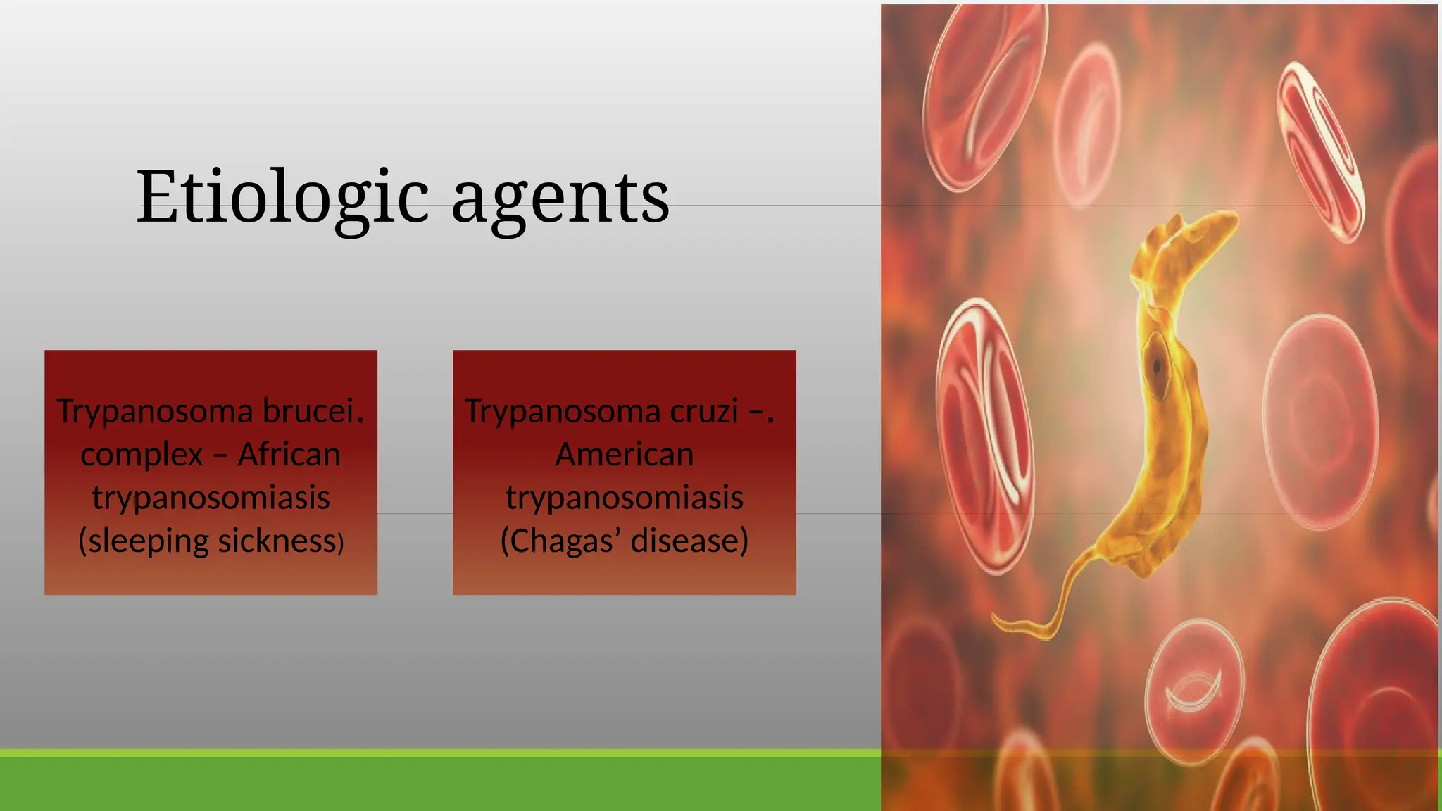 Promastigit In Rbc These species may have amastigote, promastigote, epimastigote, and ...