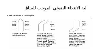 ‫للساق‬ ‫الموجب‬ ‫الضوئي‬ ‫االنتحاء‬ ‫الية‬
• The Mechanism of Phototropism
 