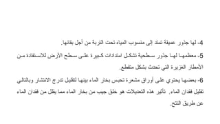 4
-
‫إلى‬ ‫تمتد‬ ‫عميقة‬ ‫جذور‬ ‫لها‬
‫منسوب‬
.‫بقائها‬ ‫أجل‬ ‫من‬ ‫التربة‬ ‫تحت‬ ‫المياه‬
5
‫ن‬ff‫م‬ ‫تفادة‬ff‫لالس‬ ‫األرض‬ ‫طح‬ff‫س‬ ‫ى‬ff‫عل‬ ‫بيرة‬ff‫ك‬ ‫امتدادات‬ ‫ل‬ff‫تشك‬ ‫طحية‬ff‫س‬ ‫جذور‬ ‫ا‬ff‫له‬ ‫ا‬ff‫معظمه‬ -
.‫متقطع‬ ‫بشكل‬ ‫تحدث‬ ‫التي‬ ‫الغزيرة‬ ‫األمطار‬
6
‫ي‬f‫وبالتال‬ ‫االنتشار‬ ‫تدرج‬ ‫ل‬f‫لتقلي‬ ‫ا‬f‫بينه‬ ‫الماء‬ ‫بخار‬ ‫س‬f‫تحب‬ ‫مشعرة‬ ‫أوراق‬ ‫ى‬f‫عل‬ ‫يحتوي‬ ‫ا‬f‫بعضه‬ -
‫الماء‬ ‫فقدان‬ ‫ن‬f‫م‬ ‫ل‬f‫ل‬‫يق‬ ‫ا‬f‫م‬‫م‬ ‫الماء‬ ‫بخار‬ ‫ن‬f‫م‬ ‫ب‬f‫ي‬‫ج‬ ‫ق‬f‫ل‬‫خ‬ ‫و‬f‫ه‬ ‫التعديالت‬ ‫هذه‬ ‫ر‬f‫ي‬‫تأث‬ .‫الماء‬ ‫فقدان‬ ‫ل‬f‫ي‬‫تقل‬
.‫النتح‬ ‫طريق‬ ‫عن‬
 