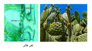 ‫!ائر‬
‫غ‬ ‫ثغر‬
 