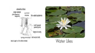 محاضرات عربي فسيولوجي.pptxنننننننننننننننننن