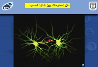 ‫العصب‬ ‫خاليا‬ ‫بين‬ ‫المعلومات‬ ‫نقل‬
 