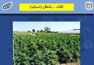 ‫القات‬
–
‫بالحقل‬
(
‫اسبانيا‬
)
 