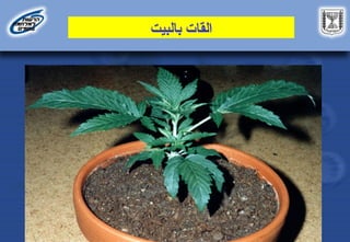 ‫بالبيت‬ ‫القات‬
 