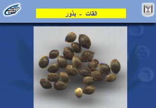 ‫القات‬
-
‫بذور‬
 