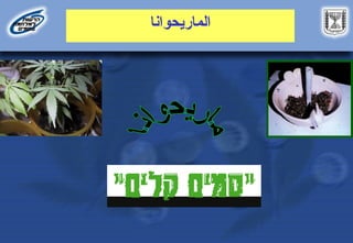 ‫الماريحوانا‬
 