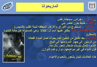 ‫الماريحوانا‬
-‫ب‬ ‫تلقب‬
-‫ب‬ ‫تلقب‬
-
-
‫جراس‬
‫جراس‬
,
,
‫سينجله‬
‫سينجله‬
,
,
‫نفس‬
‫نفس‬ ..
...
.
‫الشكل‬
‫الشكل‬
–
–
‫بني‬ ‫أخضر‬ ‫بلون‬ ‫خليط‬
‫بني‬ ‫أخضر‬ ‫بلون‬ ‫خليط‬ .
.
‫المصدر‬
‫المصدر‬
–
–
‫المجففه‬ ‫واالزهار‬ ‫االوراق‬ ‫من‬ ‫تستخرج‬
‫المجففه‬ ‫واالزهار‬ ‫االوراق‬ ‫من‬ ‫تستخرج‬
)‫(كنابيس‬ ‫القنب‬ ‫لنبتة‬
)‫(كنابيس‬ ‫القنب‬ ‫لنبتة‬ .
.
‫النبته‬ ‫في‬ ‫الفعاله‬ ‫الماده‬
‫النبته‬ ‫في‬ ‫الفعاله‬ ‫الماده‬
-‫ال‬ ‫اسم‬ ‫عليها‬ ‫يطلق‬
-‫ال‬ ‫اسم‬ ‫عليها‬ ‫يطلق‬
THC
THC
‫النشوه‬ ‫حالة‬ ‫عن‬ ‫المسئوله‬ ‫وهي‬
‫النشوه‬ ‫حالة‬ ‫عن‬ ‫المسئوله‬ ‫وهي‬
)‫(السطل‬
)‫(السطل‬
.
.
‫تأثيرات‬
‫تأثيرات‬
–
–
‫الفعاله‬ ‫المادة‬ ‫تصل‬ ‫الماريحوانا‬ ‫تدخين‬ ‫من‬ ‫دقائق‬ ‫بعد‬
‫الفعاله‬ ‫المادة‬ ‫تصل‬ ‫الماريحوانا‬ ‫تدخين‬ ‫من‬ ‫دقائق‬ ‫بعد‬
‫المخ‬ ‫الى‬ ‫ومنها‬ ‫الدم‬ ‫جهاز‬ ‫الى‬ ‫الرئتين‬ ‫من‬
‫المخ‬ ‫الى‬ ‫ومنها‬ ‫الدم‬ ‫جهاز‬ ‫الى‬ ‫الرئتين‬ ‫من‬
.
.
‫ضحك‬ ‫بنوبات‬ ‫تتمثل‬ ‫النشوه‬
‫ضحك‬ ‫بنوبات‬ ‫تتمثل‬ ‫النشوه‬
,
,
‫بالراحه‬ ‫شعور‬
‫بالراحه‬ ‫شعور‬
,
,
‫مواضعها‬ ‫غير‬ ‫في‬ ‫أشياء‬ ‫قول‬
‫مواضعها‬ ‫غير‬ ‫في‬ ‫أشياء‬ ‫قول‬
,
,
‫دوار‬
‫دوار‬
‫التوازن‬ ‫وعدم‬
‫التوازن‬ ‫وعدم‬
.
.
‫واالعياء‬ ‫بالتعب‬ ‫بشعور‬ ‫تتبدل‬ ‫العالمات‬ ‫هذه‬
‫واالعياء‬ ‫بالتعب‬ ‫بشعور‬ ‫تتبدل‬ ‫العالمات‬ ‫هذه‬
.
.
 