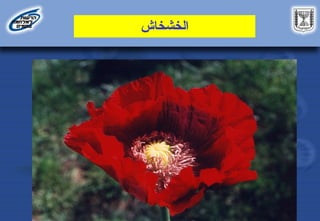 ‫الخشخاش‬
 