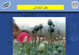 ‫الخشاش‬ ‫حقل‬
 