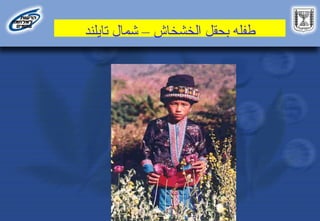 ‫الخشخاش‬ ‫بحقل‬ ‫طفله‬
–
‫تايلند‬ ‫شمال‬
 