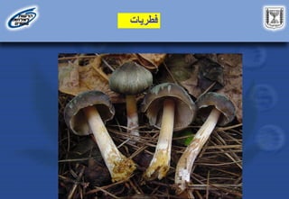 ‫فطريات‬
 
