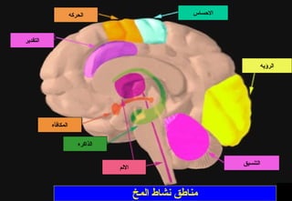 ‫االحساس‬
‫الرؤيه‬
‫التنسيق‬
‫االلم‬
‫المكافأه‬
‫التقدير‬
‫الحركه‬
‫الذاكره‬
‫المخ‬ ‫نشاط‬ ‫مناطق‬
 