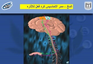 ‫المخ‬
–
‫ممر‬
‫االحاسيس‬
‫لالثاره‬ ‫فعل‬ ‫كرد‬
 