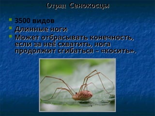 Отряд
Отряд Сенокосцы
Сенокосцы
 3500 видов
 Длинные ноги
Длинные ноги
 Может отбрасывать конечность,
Может отбрасывать конечность,
если за неё схватить, нога
если за неё схватить, нога
продолжит сгибаться – «косить».
продолжит сгибаться – «косить».
 