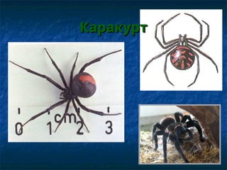 Каракурт
Каракурт
 