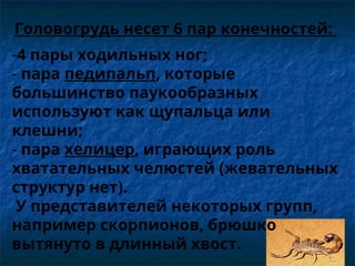 Головогрудь несет 6 пар конечностей:
-4 пары ходильных ног;
- пара педипальп, которые
большинство паукообразных
используют как щупальца или
клешни;
- пара хелицер, играющих роль
хватательных челюстей (жевательных
структур нет).
У представителей некоторых групп,
например скорпионов, брюшко
вытянуто в длинный хвост.
 