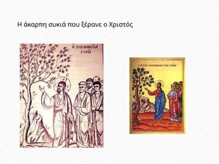 Η άκαρπη συκιά που ξέρανε ο Χριστός
 