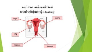 กายวิภาคศาสตร์และสรีรวิทยา
ระบบสืบพันธุ์เพศหญิง(Anatomy)
 