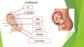 ทารกในครรภ์
รก
สายสะดือ
มดลูก
น้าคร่า
ถุงน้าคร่า
ปากมดลูก
ช่องทางคลอด
 